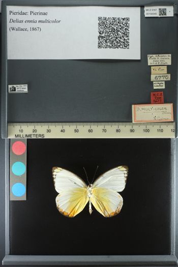 Media type: image;   Entomology 192045